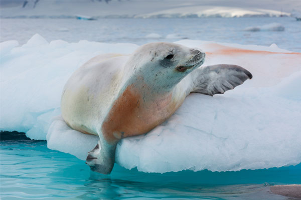 Antarctica Wildlife Adventure