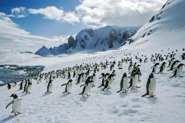 Antarctica Cruises Best Price