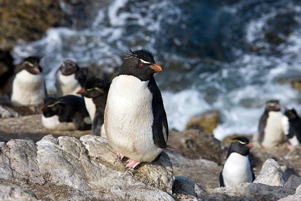 ocean victory antarctica cruise