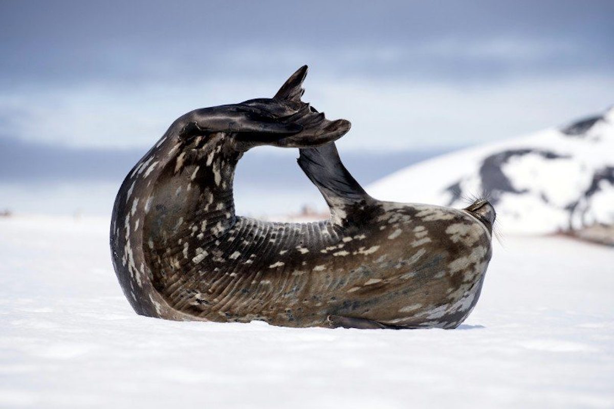 Photography-Seal