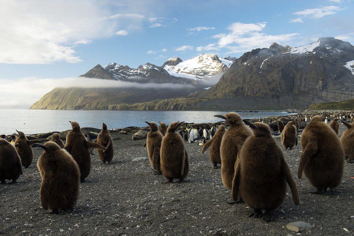 gold-harbor-beach-penguin-chicks-1