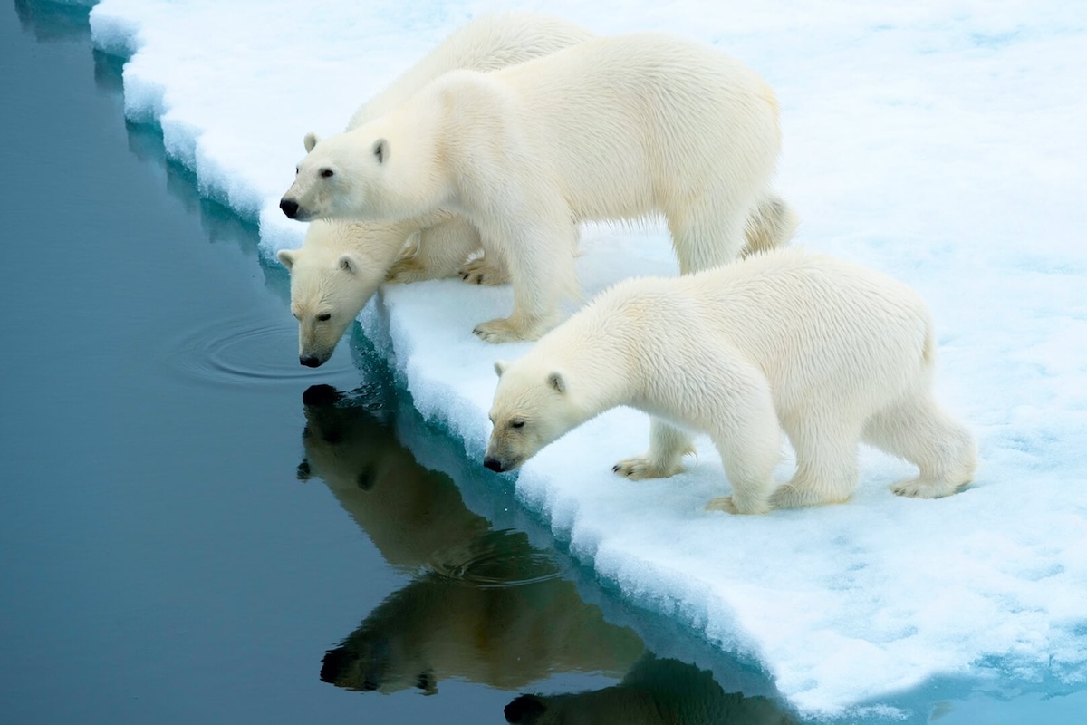 arctic_west_spitsbergen_polar_ice_edge-4