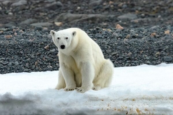 Spitsbergen Wildlife Explorer