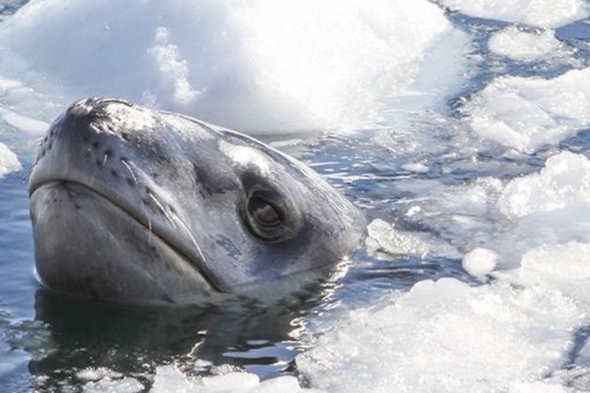 polar-gallery-1