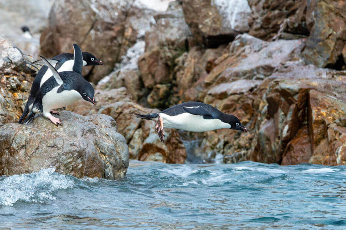 Malvinas & South Georgia 1