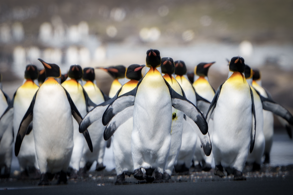 Malvinas & South Georgia 3