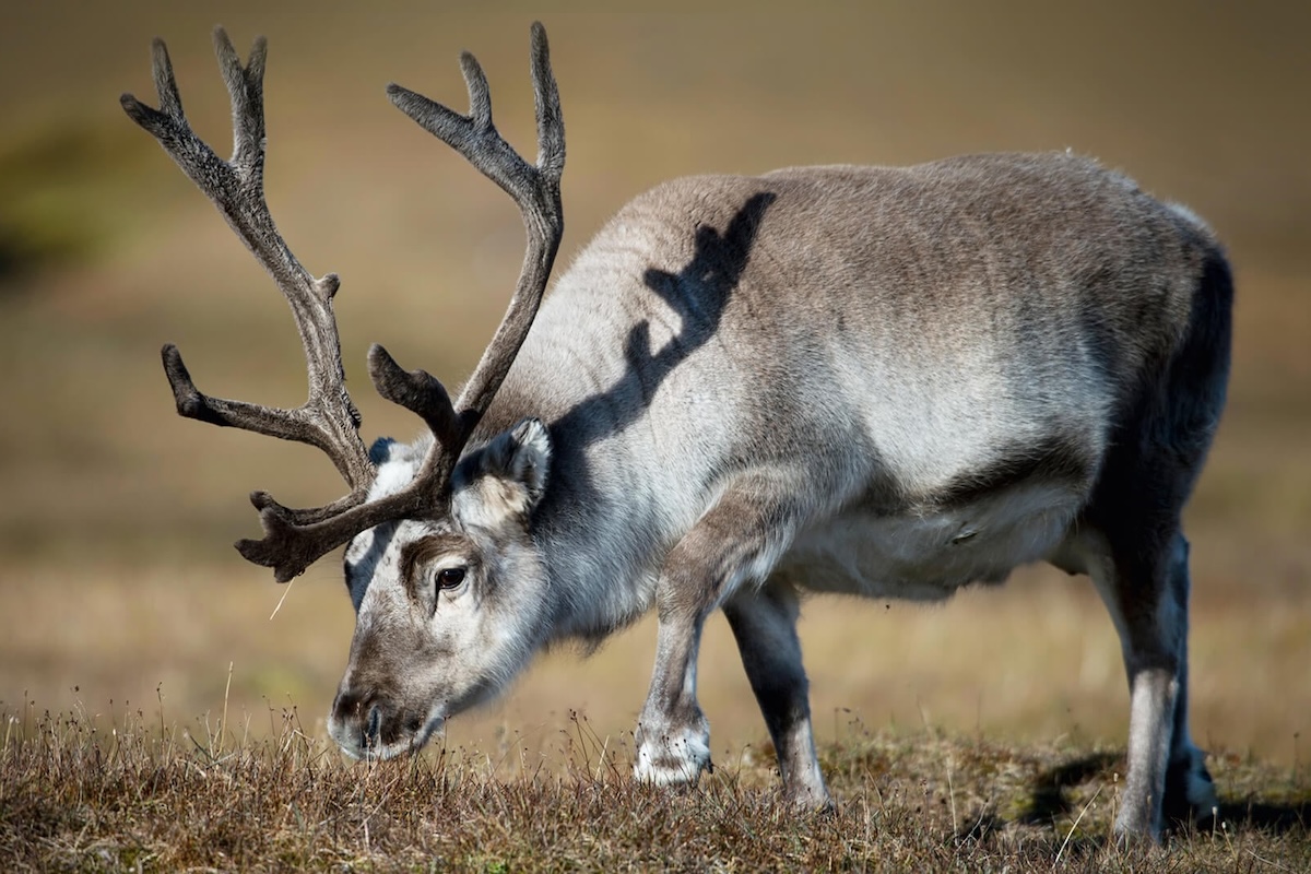 arctic_iceland_jan_mayen_spitsbergen-14
