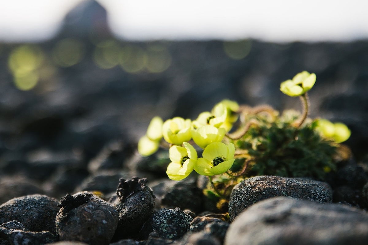arctic_iceland_jan_mayen_spitsbergen-15