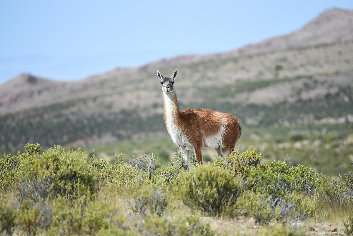 Journey to Austral Lands 2