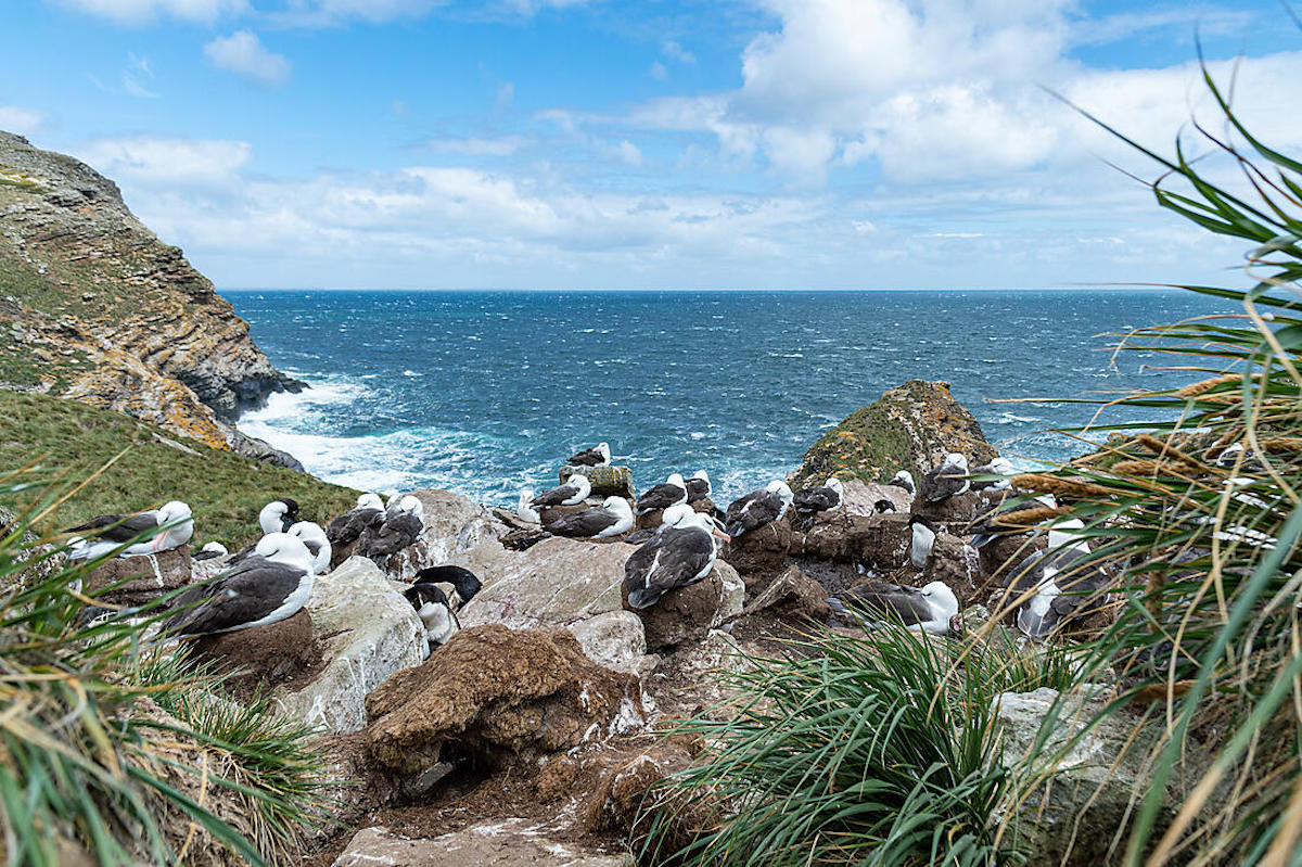 Journey to Austral Lands 4