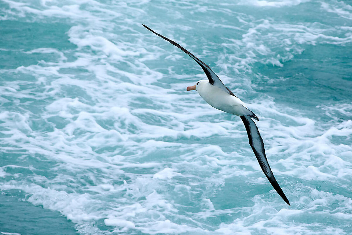 Journey to Austral Lands 6