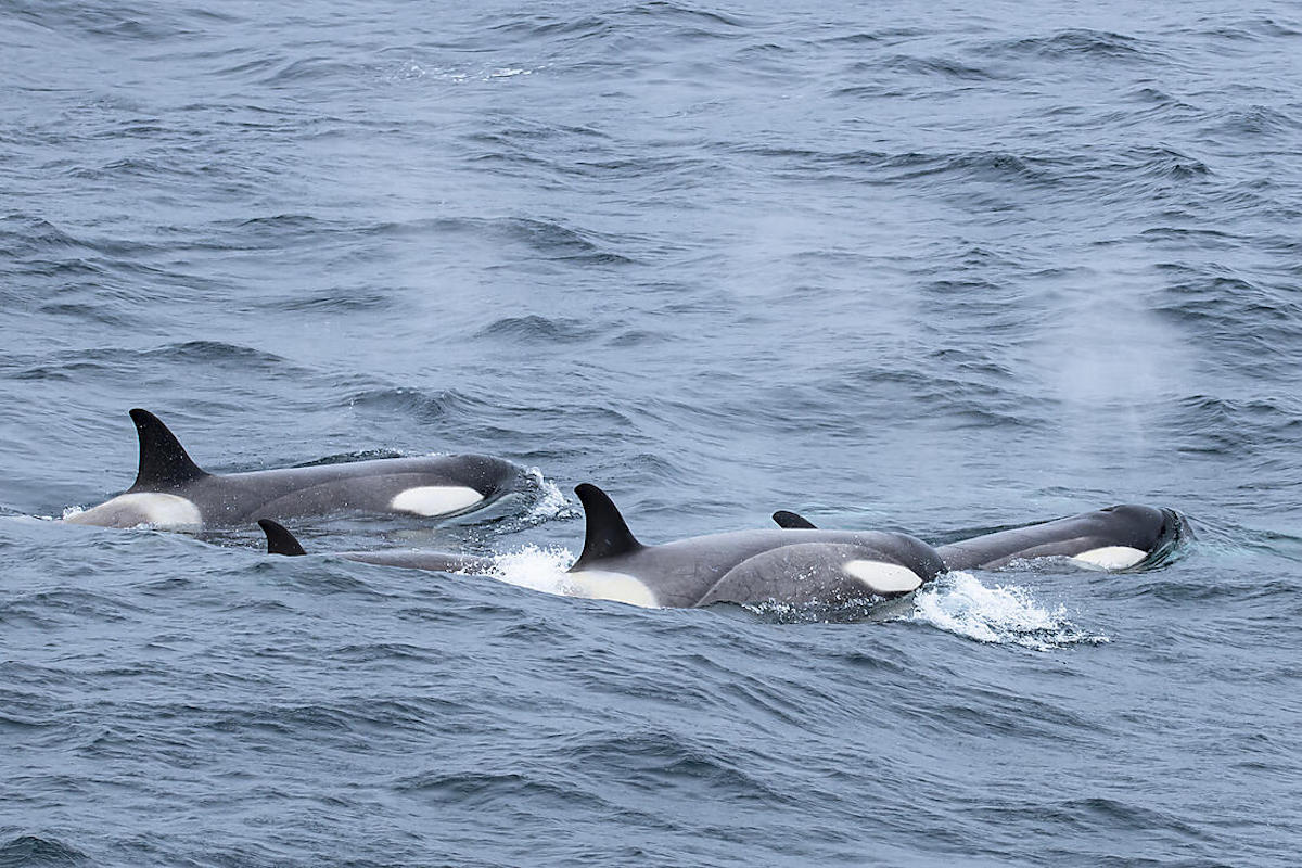 The Emperor Penguins of Weddell Sea 2