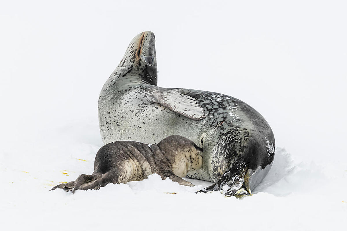 The Emperor Penguins of Weddell Sea 3