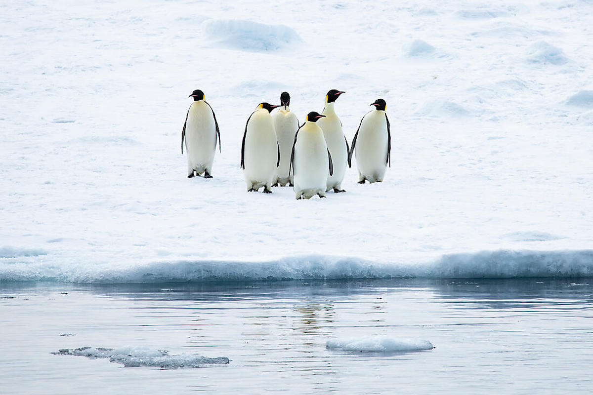 The Emperor Penguins of Weddell Sea 4