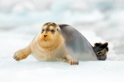 bearded-seal-svalbard-shutterstock-secret-atlas