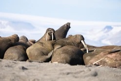 walrus-beach-svalbard-21-larskorvald-secret-atlas