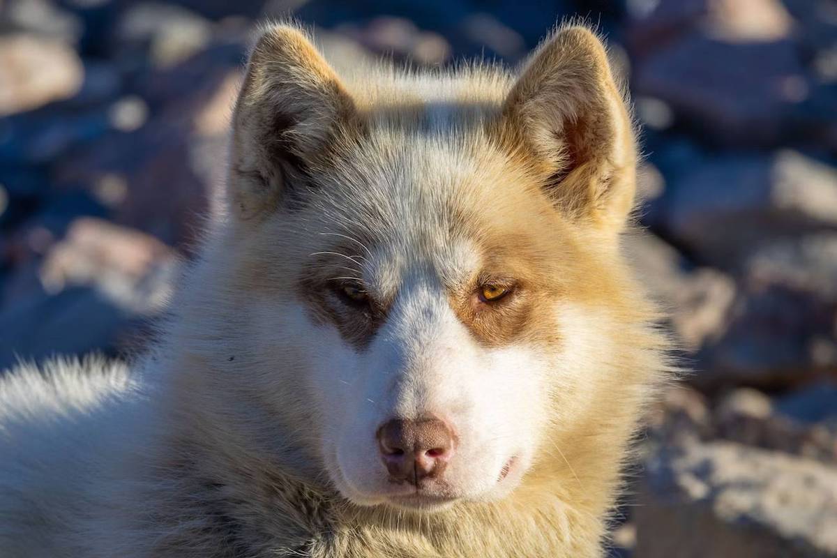Ittoqqortoormiit,-Greenland,-Adrian-Wlodarczyk