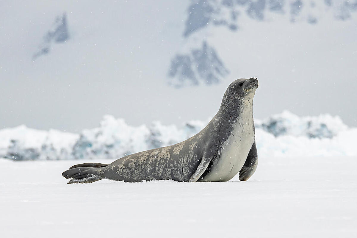 Beyond the Antarctic Circle 3