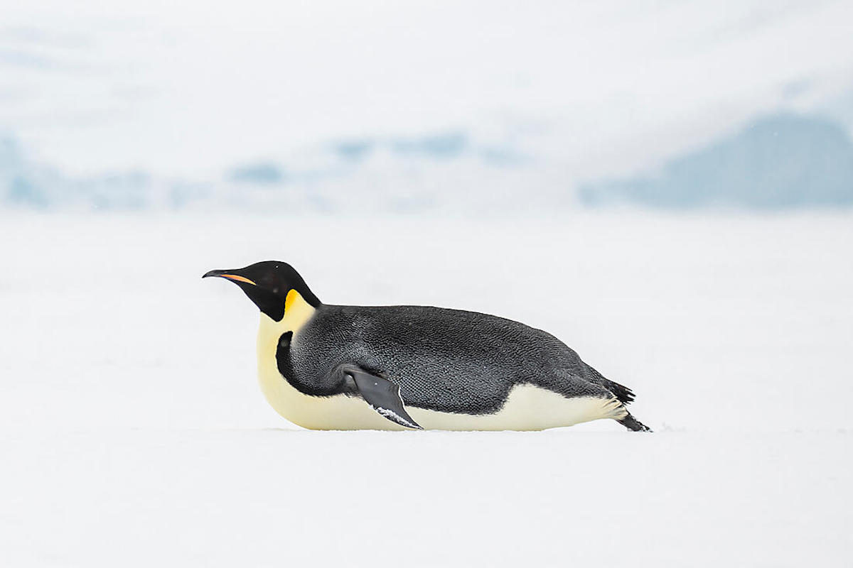 Beyond the Antarctic Circle 4