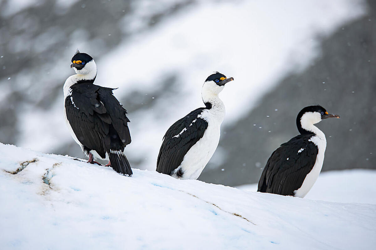 Beyond the Antarctic Circle 7