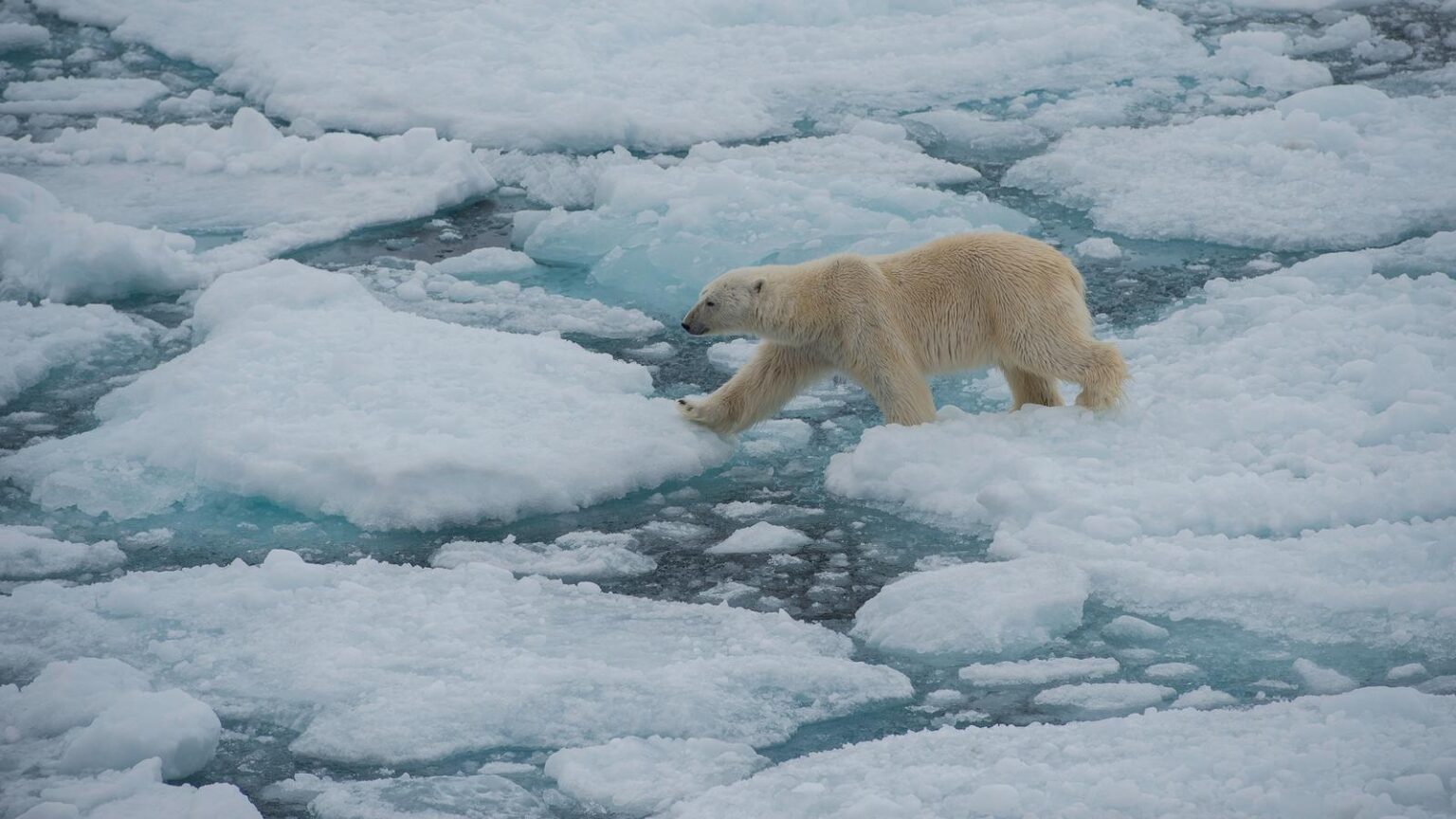 Realm of the Polar Bear base image