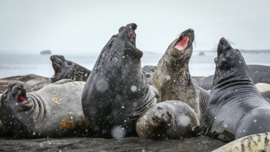 Group of elephant seals