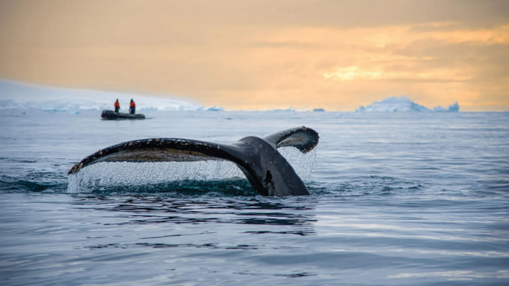 Humpback tail out of water