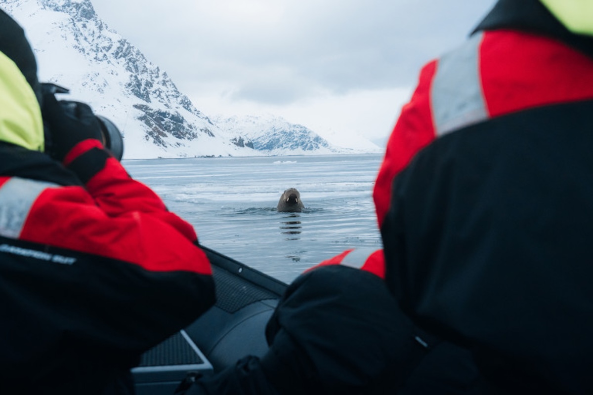 guests-walrus-lilliehookbreen-giancarlo-gallinoro-secret-atlas.jpg