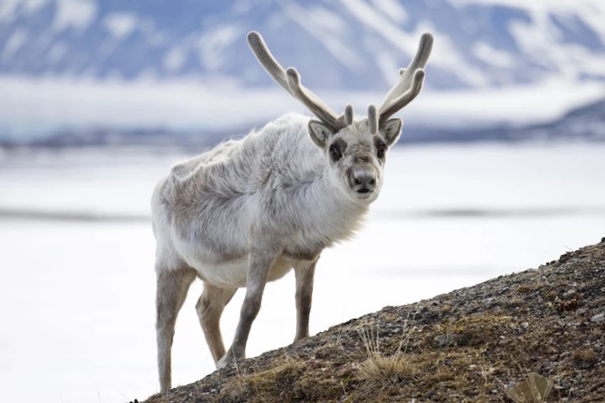 svalbard-reindeer-svalbard-shutterstock-secret-atlas 2