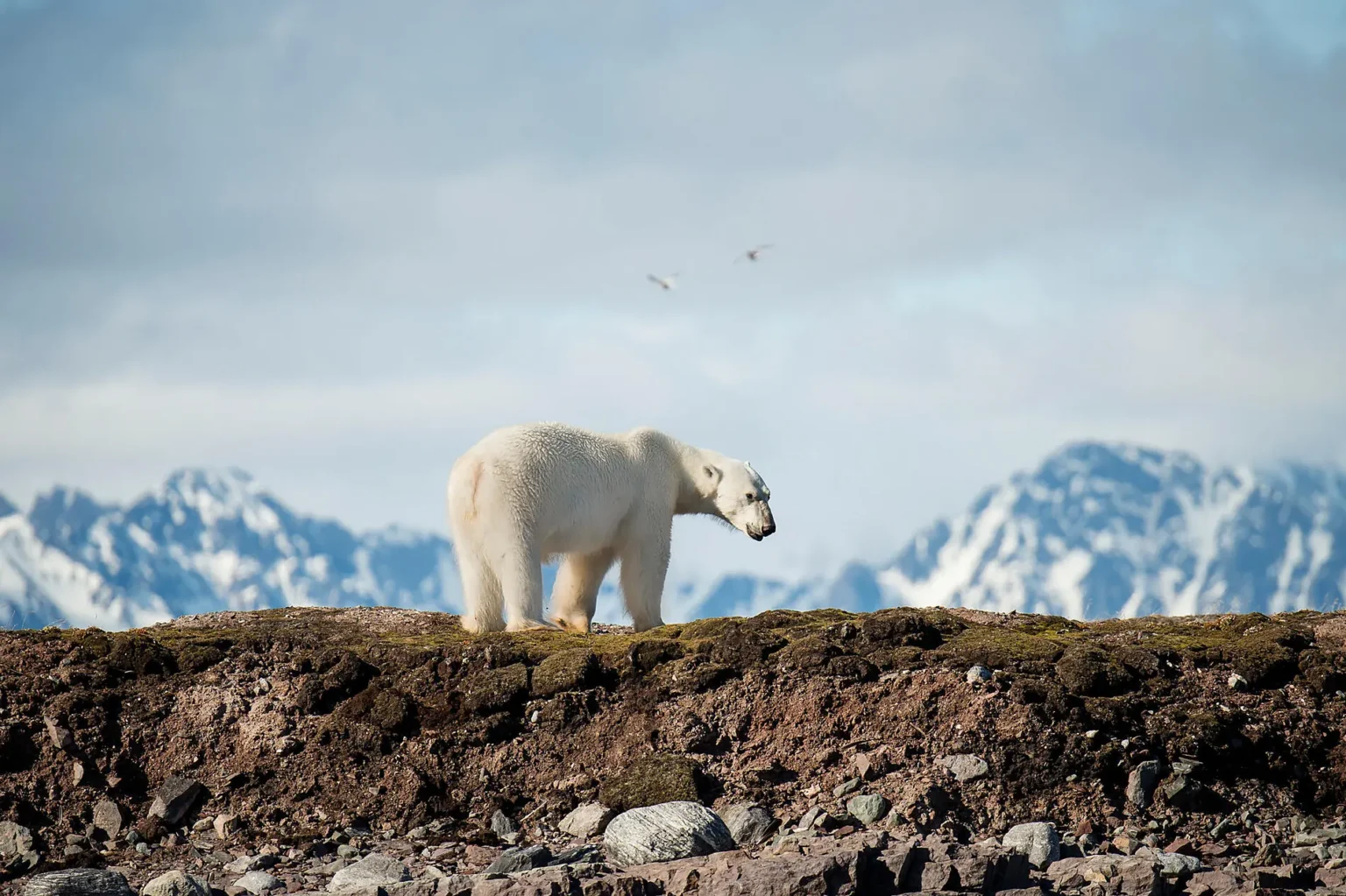 From Svalbard to Iceland: A Polar Odyssey base image