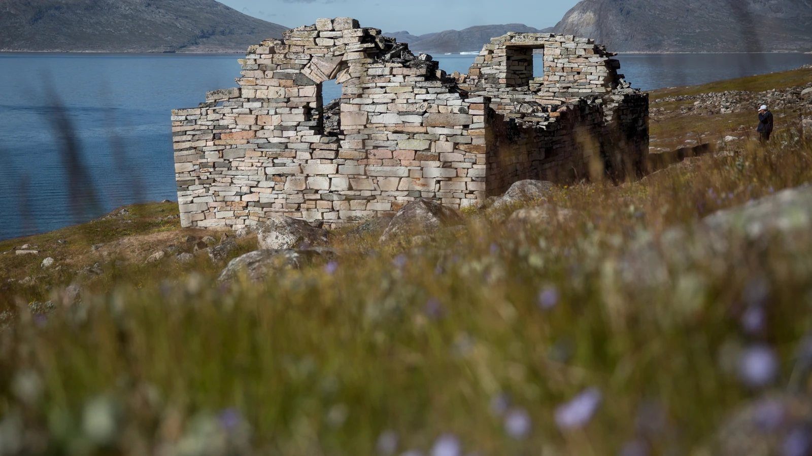 hvalsey-church-ruin-with-flowers-in-the-foreground-in-south-greenland