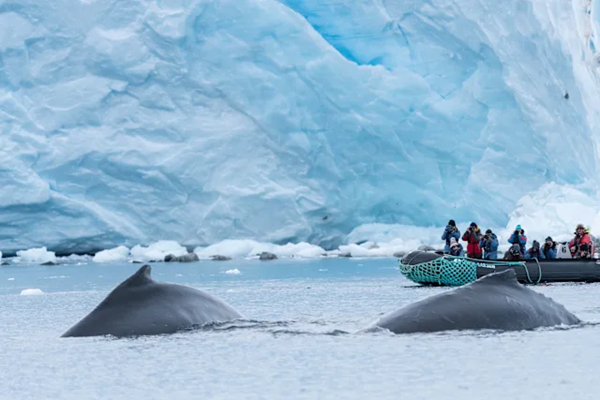 Antarctica_Paradise_Bay_Humpback_Whales_HX_30821_Photo_Chelsea_Claus