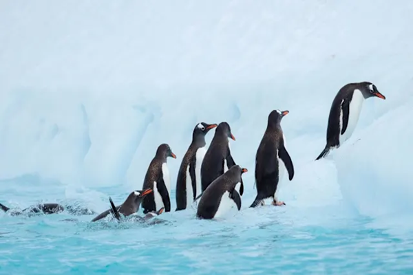 Cuverville-Island-Antarctica-HGR-151216-_Photo_Espen_Mills_3000x1688