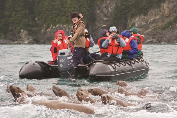 Curious northern (Steller) sea lion (Eumetopias jubatus) colony