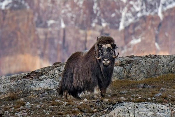 Serene Greenland to the Worlds Largest National Park base image
