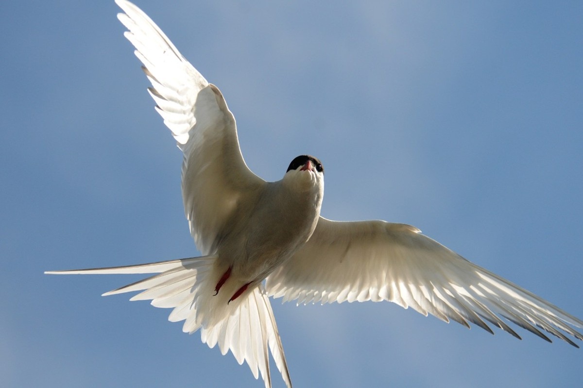 A9_arctic_tern2C_heritage_expeditions