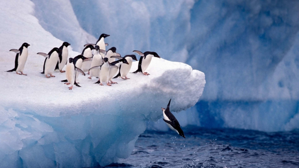 Group of adelie penguins preparing to dive off the ice into the sea; one penguin is mid-dive