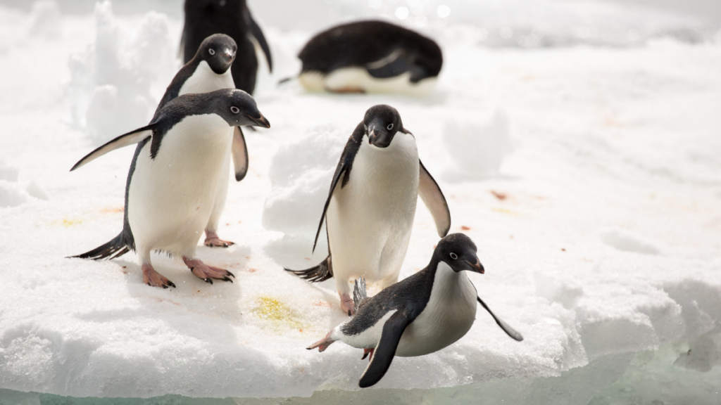 Four Adélie penguins