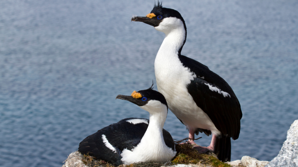 Two Antarctic blue-eyed shags perched on a rock
