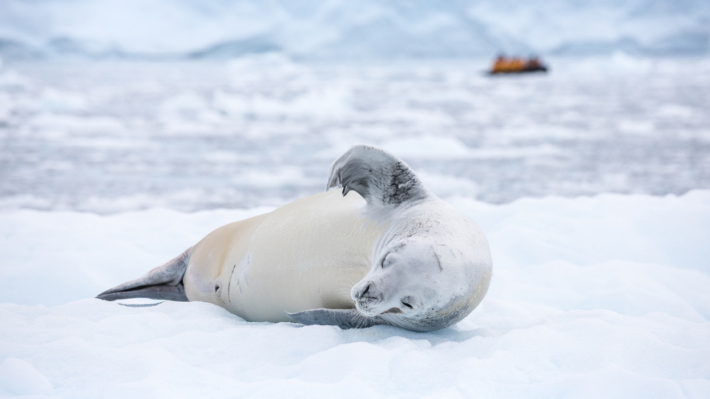 Crabeater seal on ice