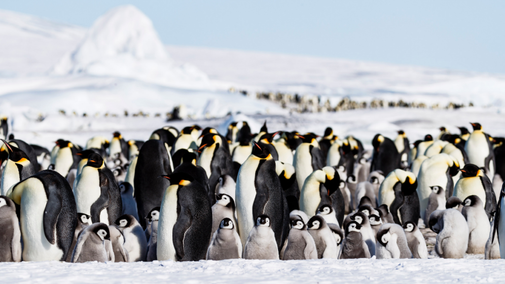 A group of adult and chick emperor penguins