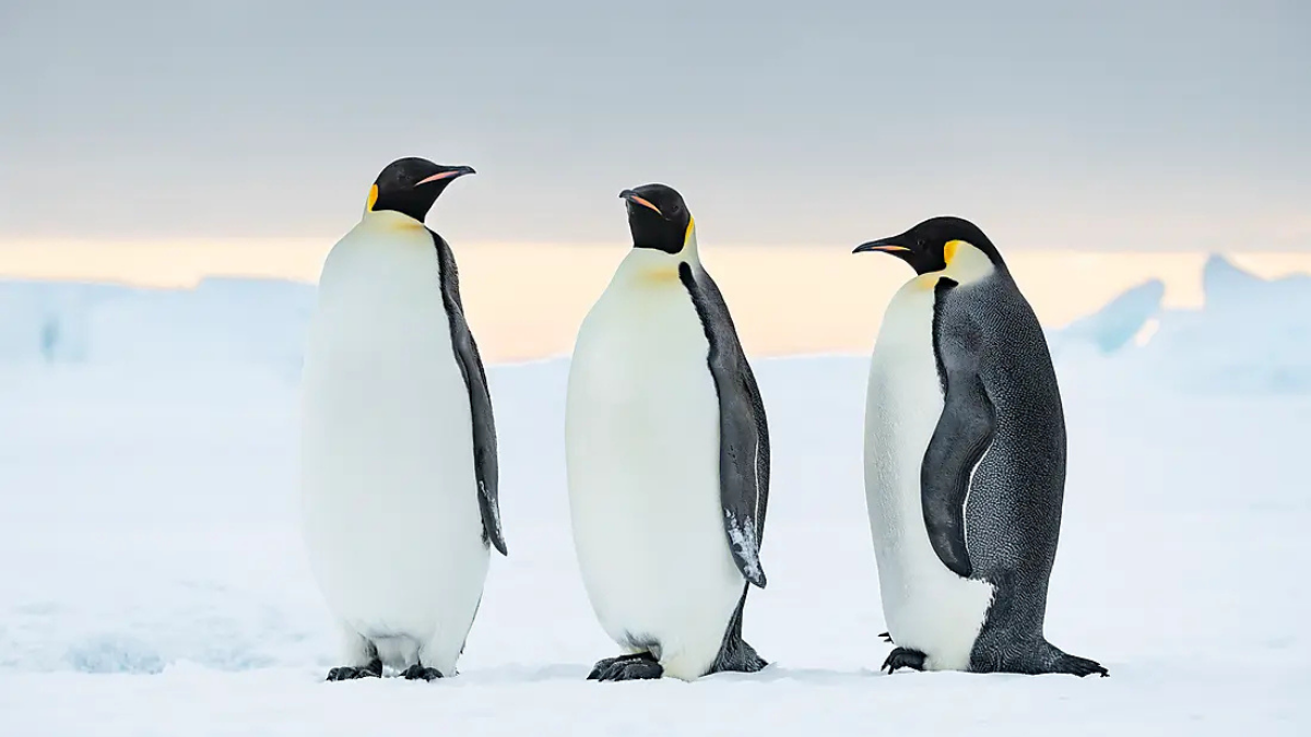 Three emperor penguins