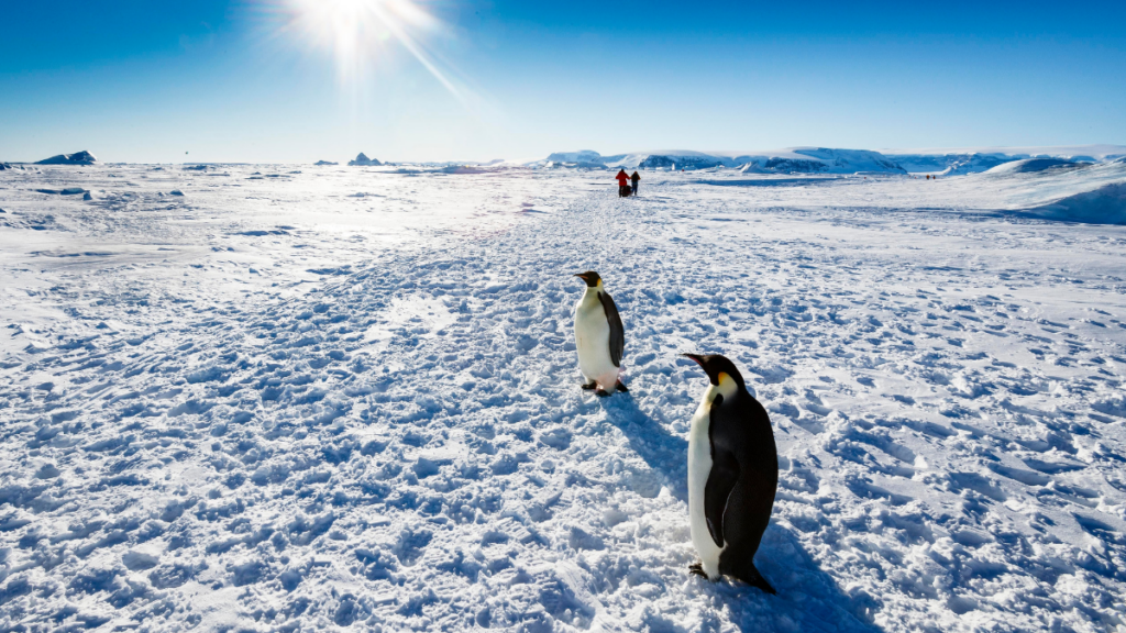 Two emperor penguins in the foreground, with two people in the distance