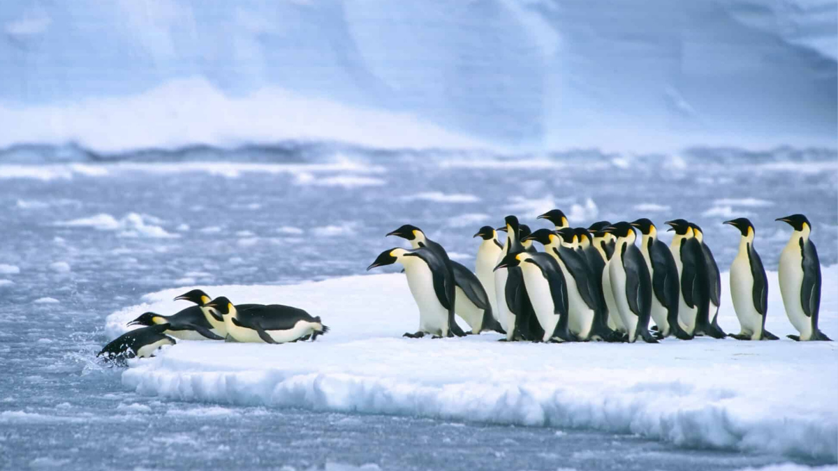 A group of emperor penguins in a line ready to dive into the water. Some penguins are on their bellies ready to dive in