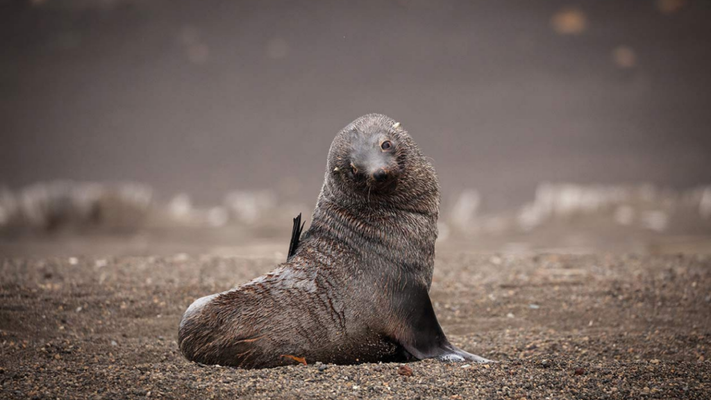 Fur seal looking over shoulder towards the camera