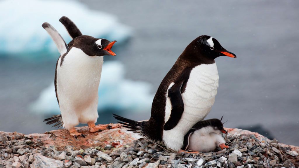 Two gentoo penguins