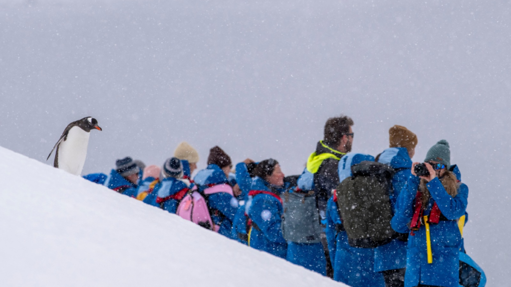 Group of people in snow in Antarctica. One woman photographs a lone penguin