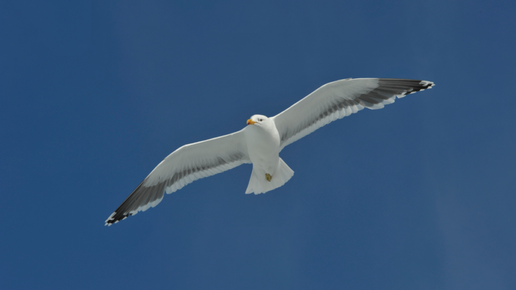 Kelp gull flying overhead