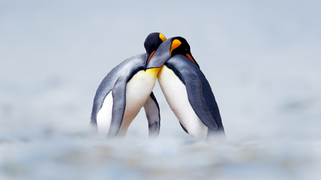 Two king penguins