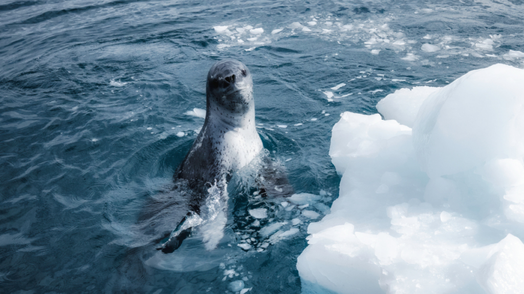 Leopard seal coming up out of the water